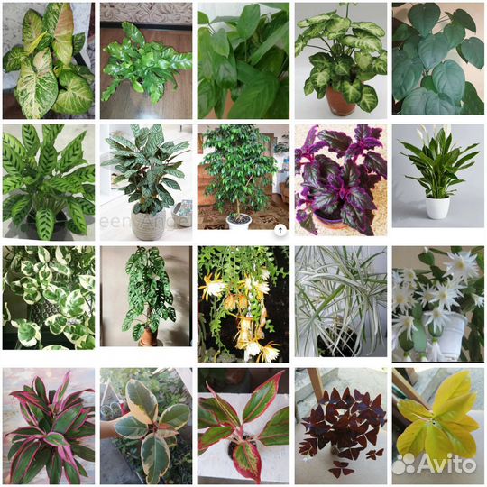 Комнатные цветы