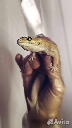 Ящерица эублефар