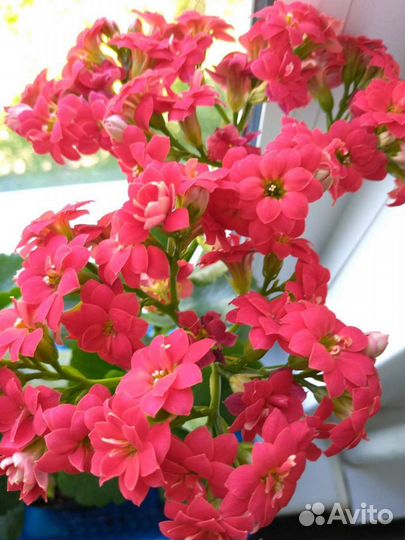 Каланхоэ красного цвета