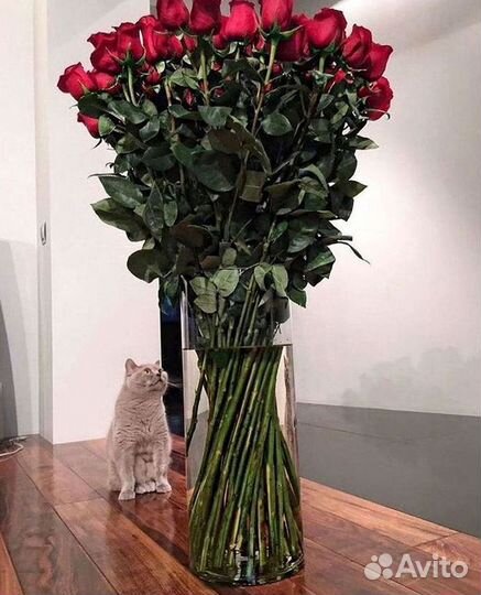 Розы высокие 150 160 170 180 190 200см