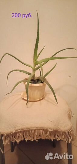 Лечебные цветы