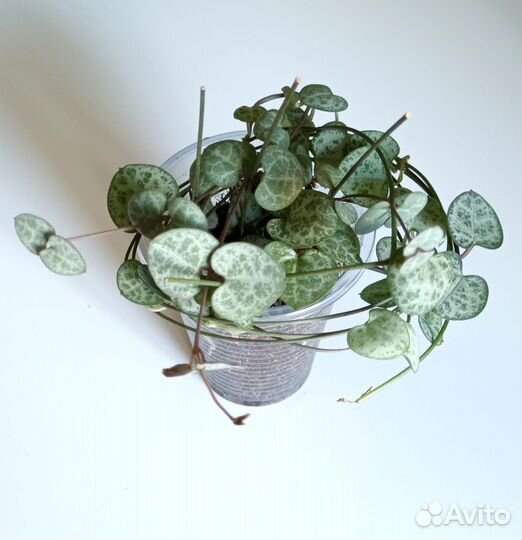 Церопегия Вуда#комнатные растения#цветы