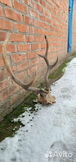 Рога оленя