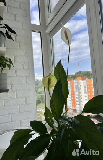 Спатифилиум