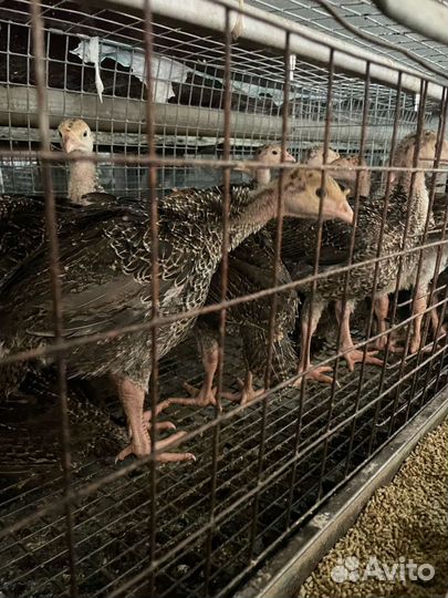 Подросшие индюшата