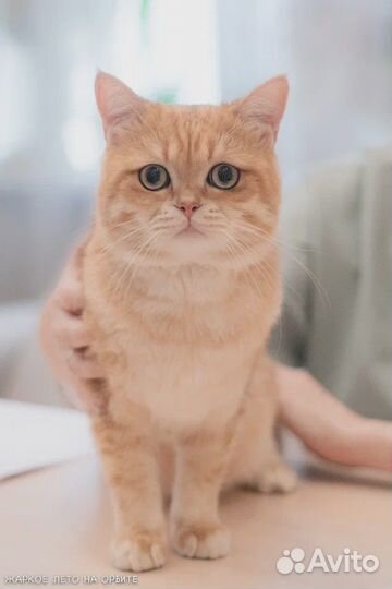 Вязка. Британский кот BRI NY11. Золотая шиншилла