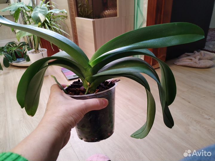 Орхидея белая