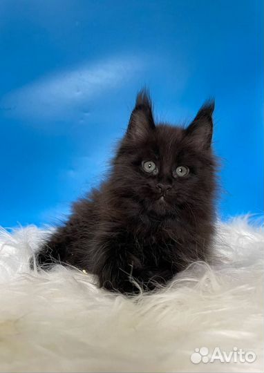 Черный мальчик