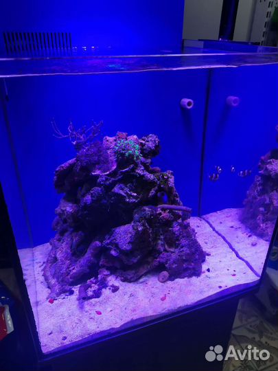 Морской аквариум с рыбами и кораллами