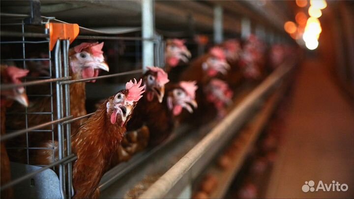 Куры несушки