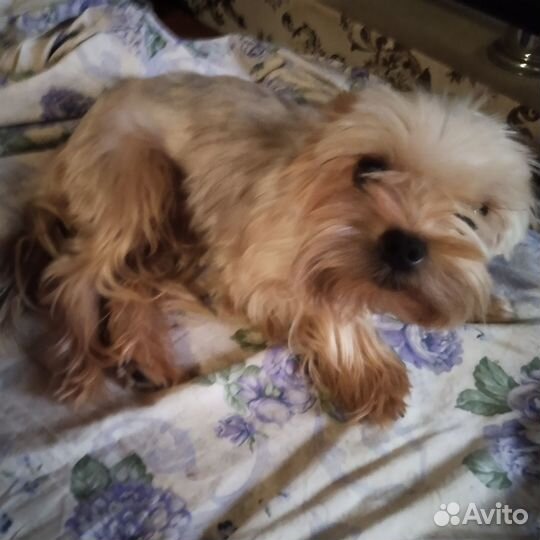 Йоркширский терьер