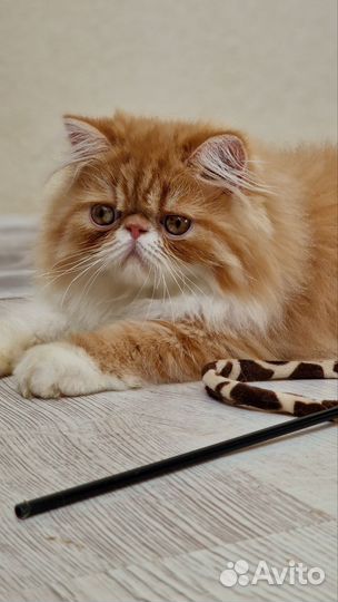 Персидские котята
