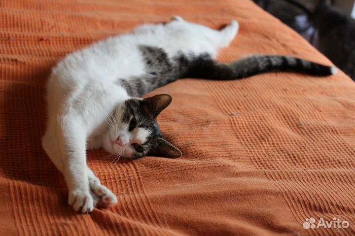 Котенок Пухляш