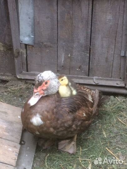 Яйцо Индоутки