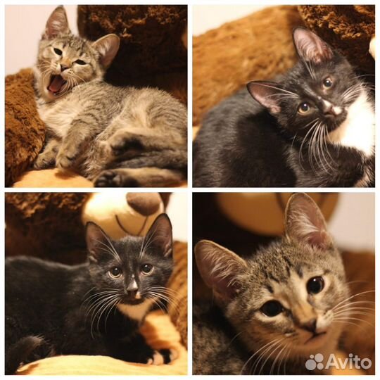 Котята в добрые руки