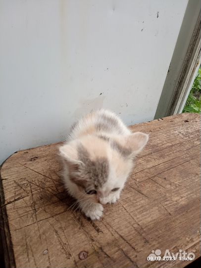 Котята, отдам в добрые руки