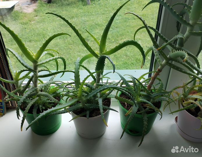 Алоэ лечебный в горшке