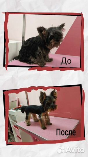 Груминг Тримминг Стрижки