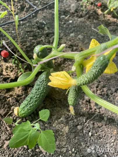 Огурцы свежие домашние