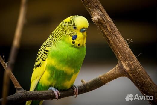 Волнистый попугай с клеткой