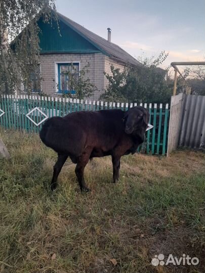 Бараны,ягнята,овцы