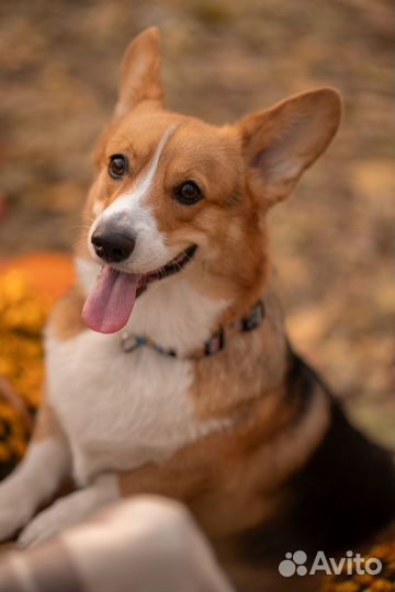 Фотограф. Фотосессия с корги. Осенняя фотосессия