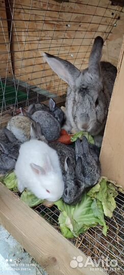 Вязка кроликов