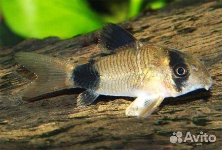 Сомики. Коридорас. Панда. Растения. Аквариум. Фон