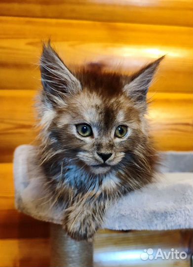 Котята мейн-кун