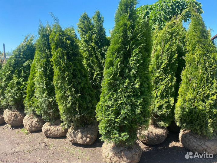 Туи Пирамидальные, Туя Смарагд