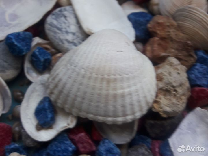 Камни и ракушки для аквариума