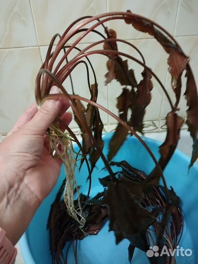 Аквариумные растения