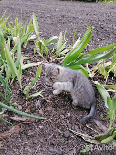 Отдам котят в хорошие руки