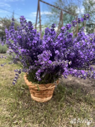 Лаванда (сухоцвет)