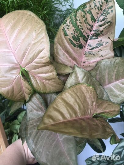 Сингониум пинк флекед