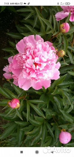 Пион розовый