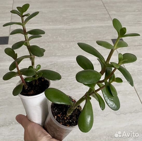 Толстянка,крассула,денежное дерево