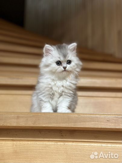 Котята (серебристая шиншилла)
