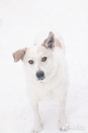 Собака в добрые руки Снежка ищет дом
