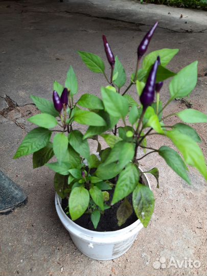 Перец декоративный