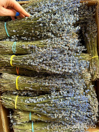 Лаванда сухоцвет