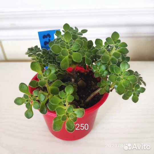 Аихризон, хатиора, очиток Моргана