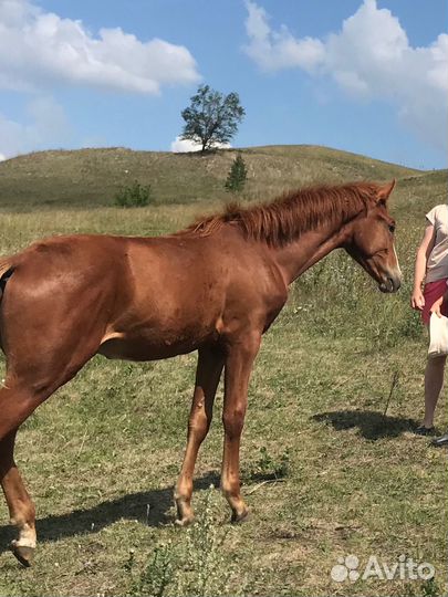 Жеребенок полукровный чк