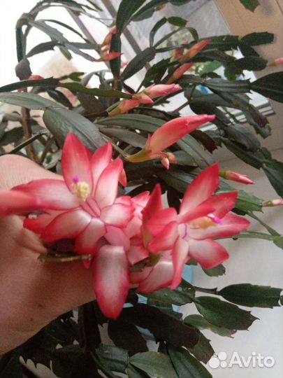 Декабрист,шлюмбергера