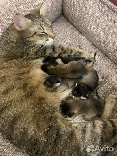 Котята чаузи