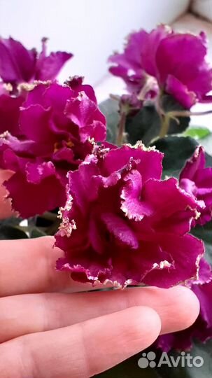 Выставка фиалок