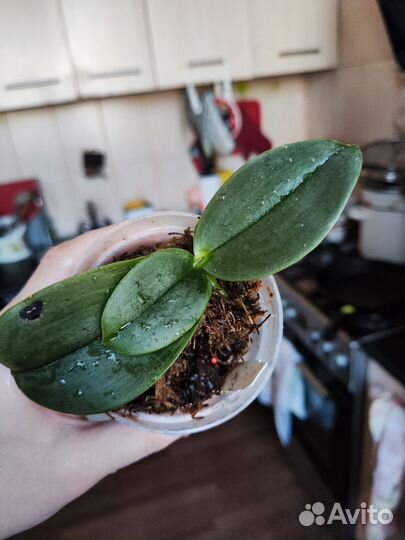 Орхидея фаленопсис