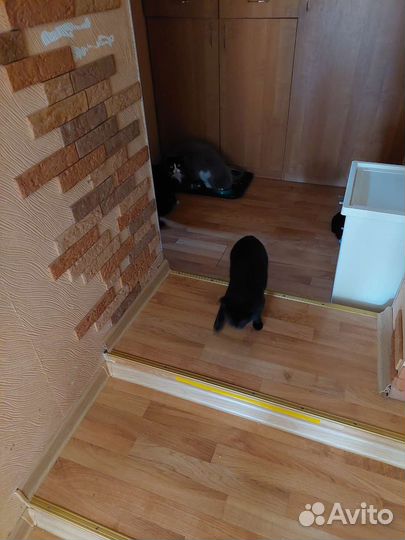 Гостиница для кошек