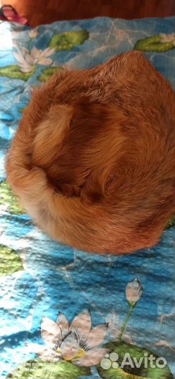 Шапка Женская из лисы