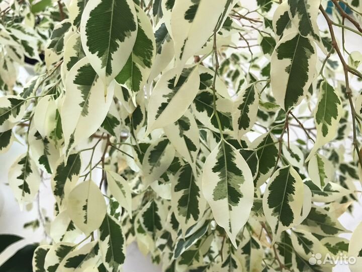 Фикус Де Гантель (или другой)